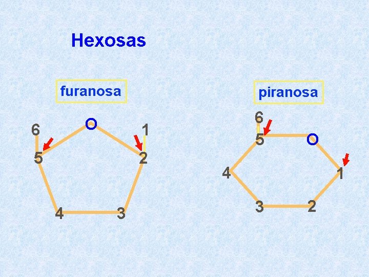 Hexosas furanosa O 6 piranosa 1 5 2 4 6 5 3 O 4