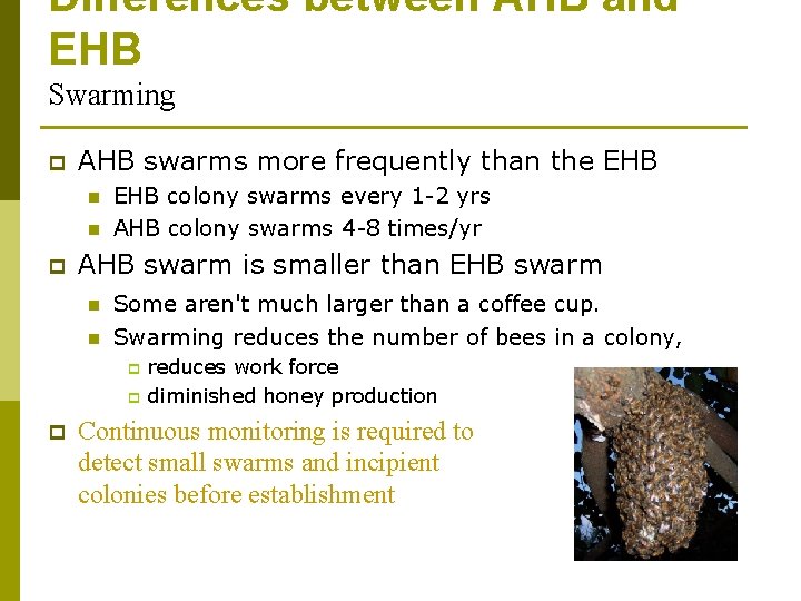 Differences between AHB and EHB Swarming p AHB swarms more frequently than the EHB