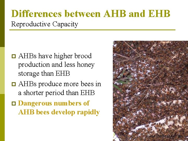 Differences between AHB and EHB Reproductive Capacity AHBs have higher brood production and less