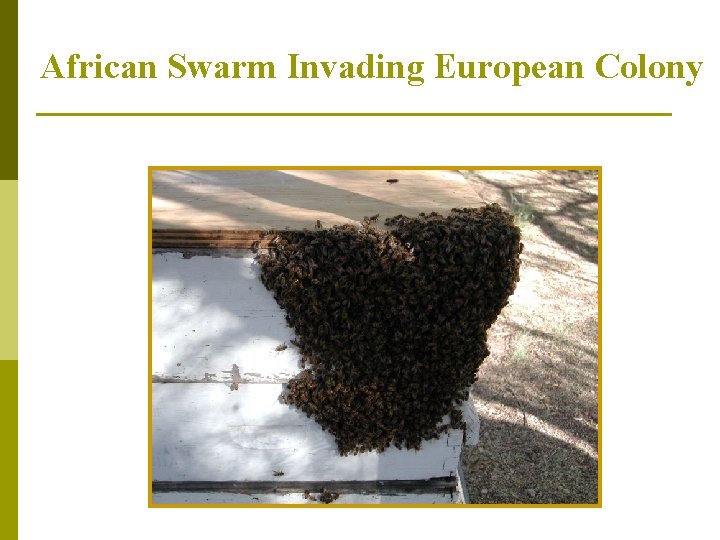 African Swarm Invading European Colony 