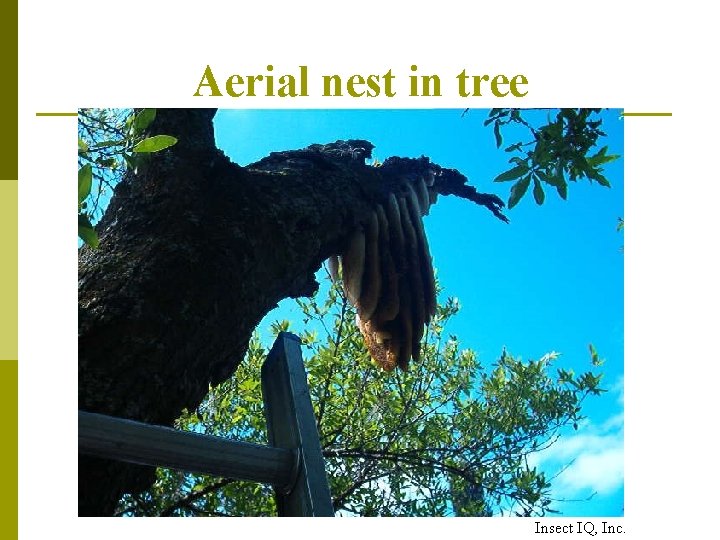 Aerial nest in tree Insect IQ, Inc. 
