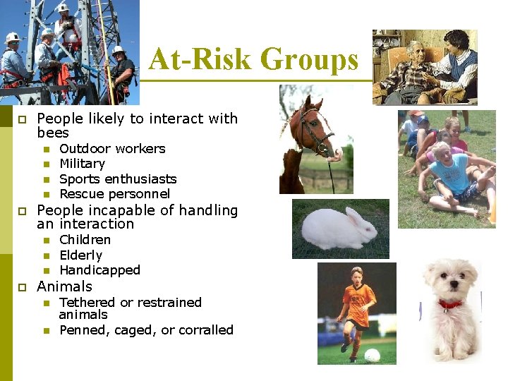 At-Risk Groups p People likely to interact with bees n n p People incapable