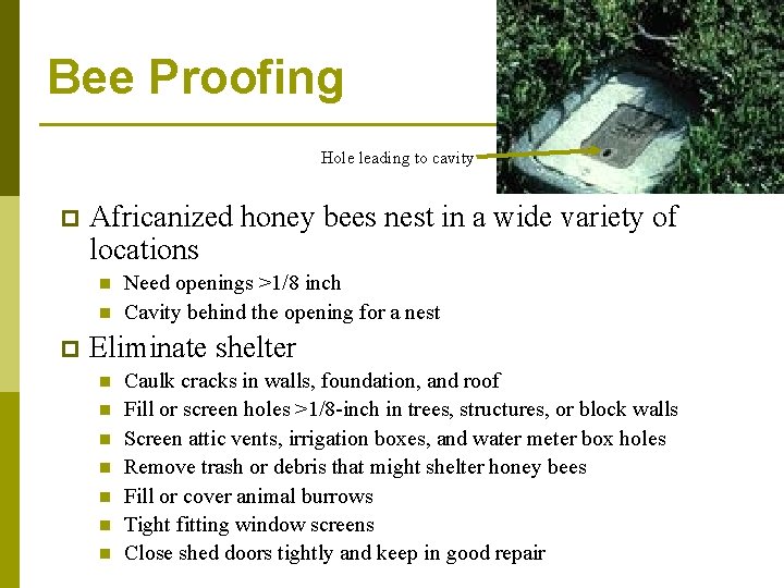 Bee Proofing Hole leading to cavity p Africanized honey bees nest in a wide