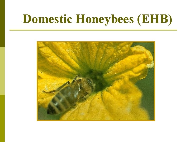 Domestic Honeybees (EHB) 
