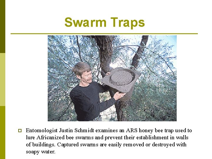 Swarm Traps p Entomologist Justin Schmidt examines an ARS honey bee trap used to