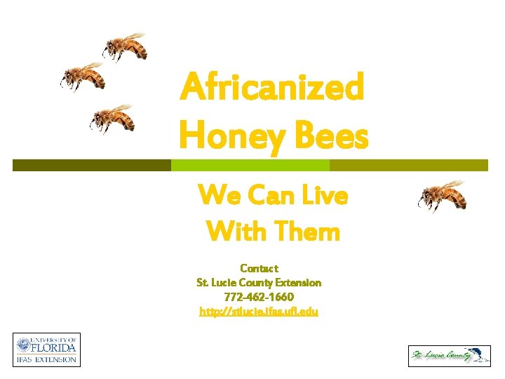 Africanized Honey Bees We Can Live With Them Contact St. Lucie County Extension 772