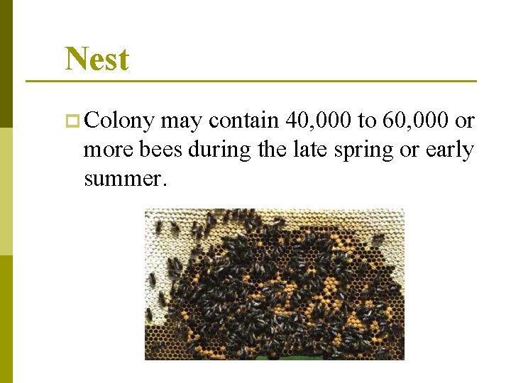 Nest p Colony may contain 40, 000 to 60, 000 or more bees during