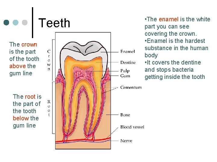 Teeth The crown is the part of the tooth above the gum line The