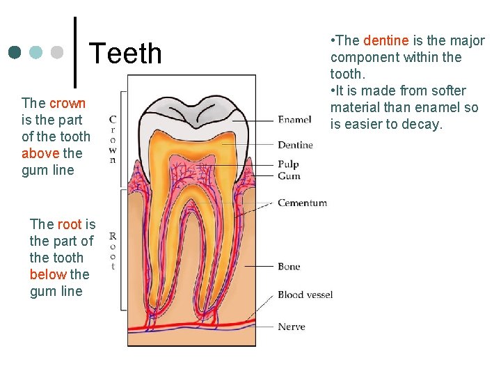 Teeth The crown is the part of the tooth above the gum line The