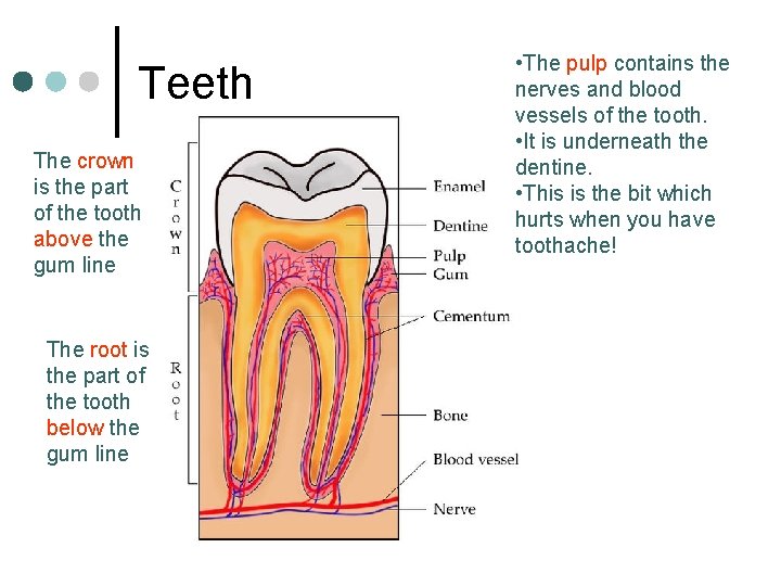 Teeth The crown is the part of the tooth above the gum line The