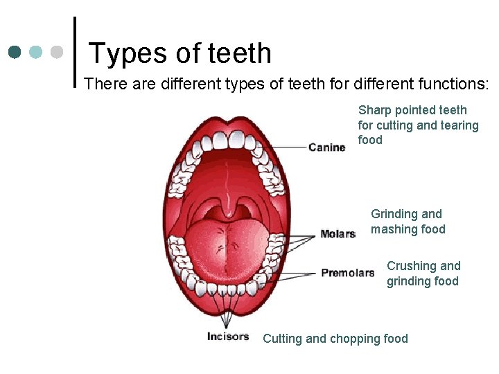 Types of teeth There are different types of teeth for different functions: Sharp pointed