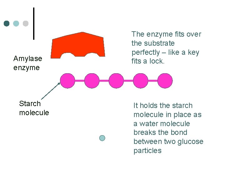 Amylase enzyme Starch molecule The enzyme fits over the substrate perfectly – like a