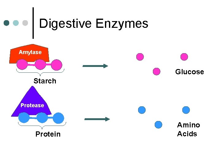 Digestive Enzymes Amylase Glucose Starch Protease Protein Amino Acids 