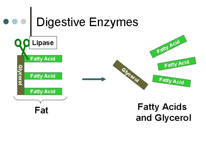 Digestive Enzymes Lipase cid A y tt Fa Fatty Acid Glycerol Fatty Acid Gl