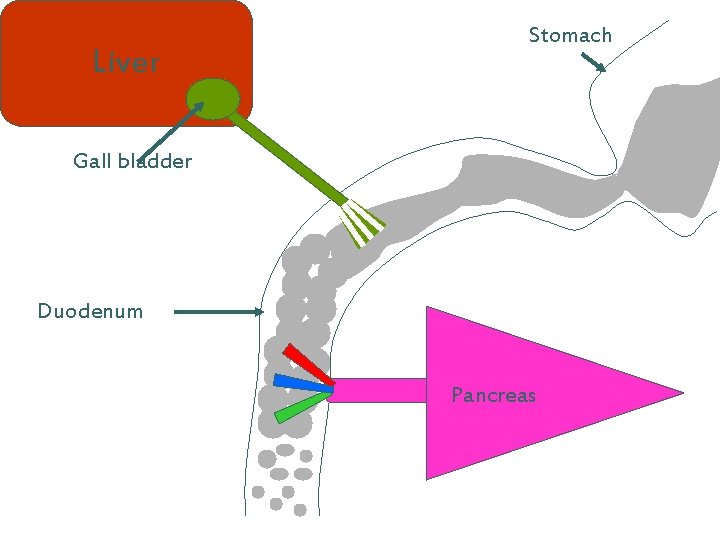 Liver Stomach Gall bladder Duodenum Pancreas 