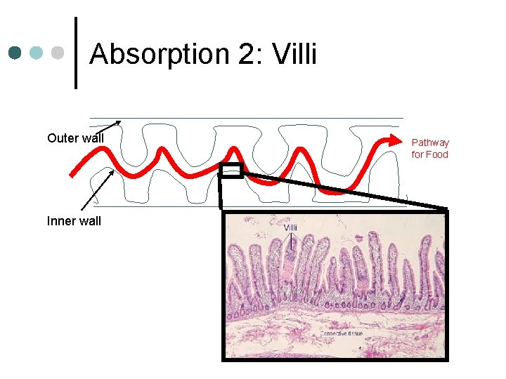 Absorption 2: Villi Outer wall Inner wall Pathway for Food 