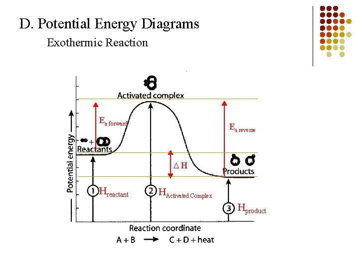 D. Potential Energy Diagrams Exothermic Reaction Ea forward Ea reverse H Hreactant HActivated Complex