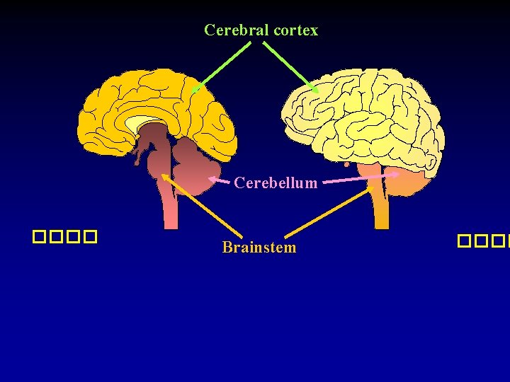 Cerebral cortex Cerebellum ���� Brainstem ���� 