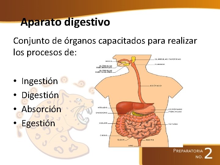 Aparato digestivo Conjunto de órganos capacitados para realizar los procesos de: • • Ingestión