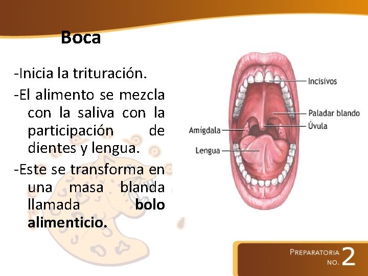 Boca -Inicia la trituración. -El alimento se mezcla con la saliva con la participación