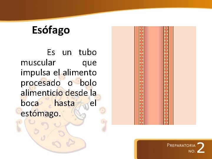 Esófago Es un tubo muscular que impulsa el alimento procesado o bolo alimenticio desde