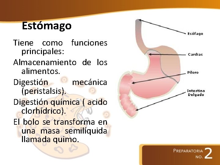Estómago Tiene como funciones principales: Almacenamiento de los alimentos. Digestión mecánica (peristalsis). Digestión química
