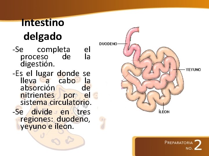 Intestino delgado -Se completa el proceso de la digestión. -Es el lugar donde se