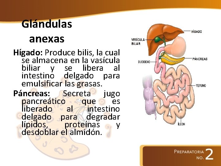 Glándulas anexas Hígado: Produce bilis, la cual se almacena en la vasícula biliar y