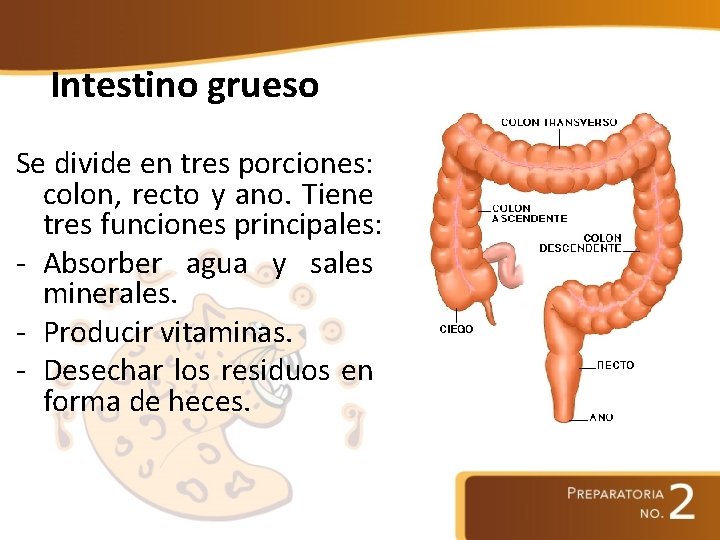 Intestino grueso Se divide en tres porciones: colon, recto y ano. Tiene tres funciones