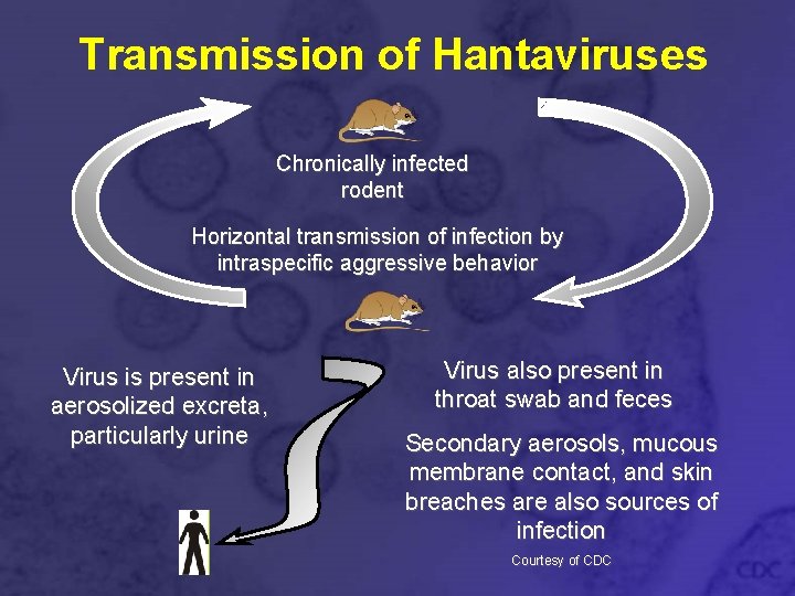 Transmission of Hantaviruses Chronically infected rodent Horizontal transmission of infection by intraspecific aggressive behavior