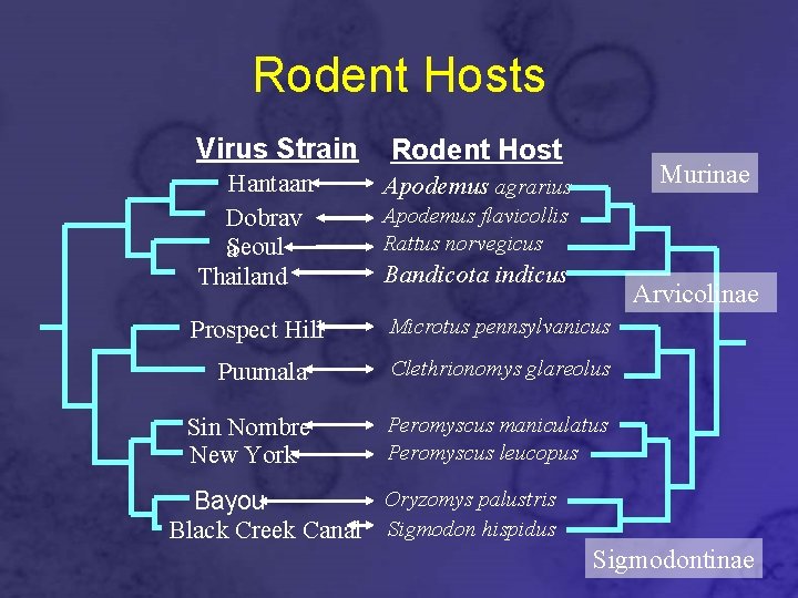 Rodent Hosts Virus Strain Rodent Host Murinae Hantaan Dobrav a. Seoul Thailand Bandicota indicus