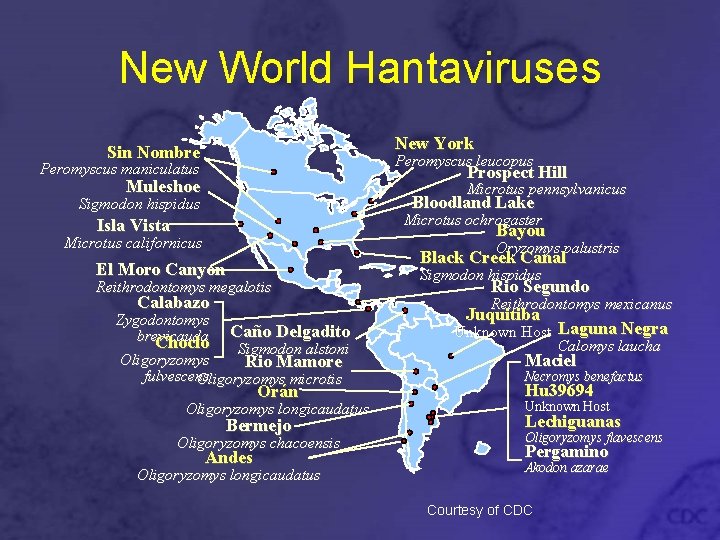 New World Hantaviruses New York Sin Nombre Peromyscus leucopus Peromyscus maniculatus Prospect Hill Muleshoe