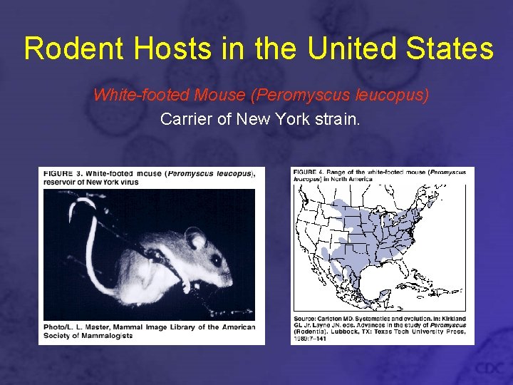 Rodent Hosts in the United States White-footed Mouse (Peromyscus leucopus) Carrier of New York