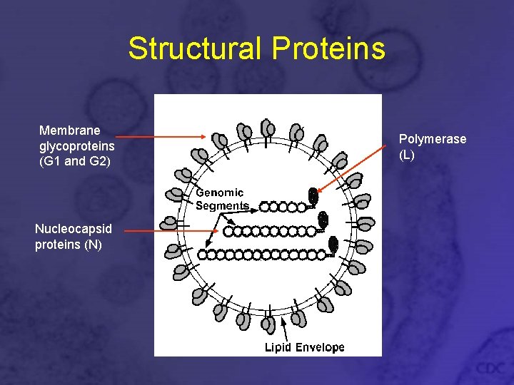 Structural Proteins Membrane glycoproteins (G 1 and G 2) Nucleocapsid proteins (N) Polymerase (L)