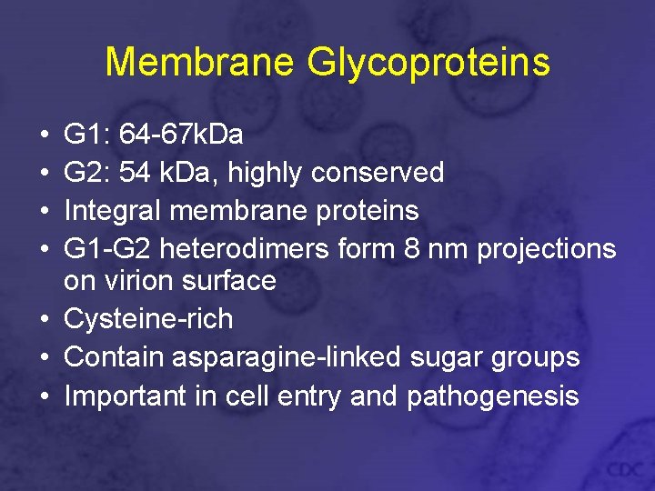 Membrane Glycoproteins • • G 1: 64 -67 k. Da G 2: 54 k.