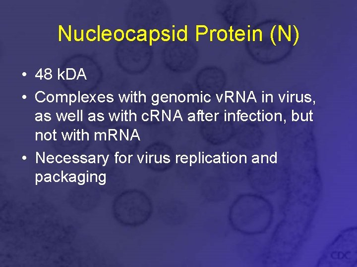 Nucleocapsid Protein (N) • 48 k. DA • Complexes with genomic v. RNA in