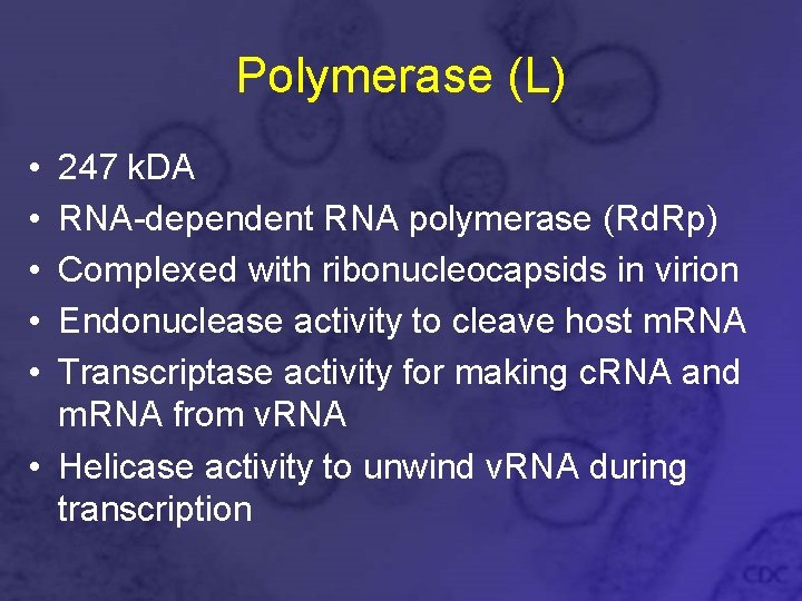 Polymerase (L) • • • 247 k. DA RNA-dependent RNA polymerase (Rd. Rp) Complexed