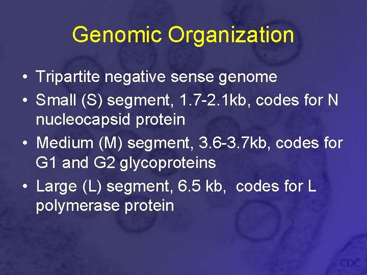 Genomic Organization • Tripartite negative sense genome • Small (S) segment, 1. 7 -2.