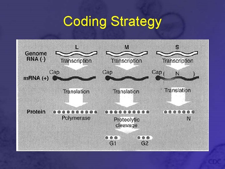 Coding Strategy 