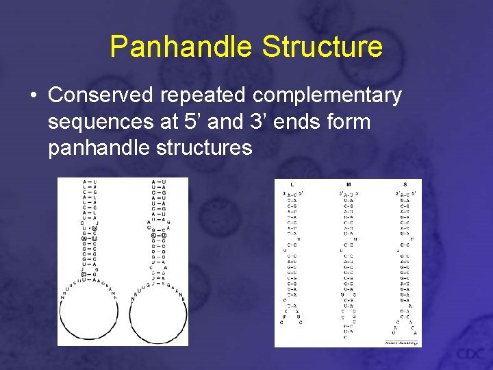 Panhandle Structure • Conserved repeated complementary sequences at 5’ and 3’ ends form panhandle