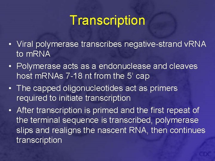 Transcription • Viral polymerase transcribes negative-strand v. RNA to m. RNA • Polymerase acts