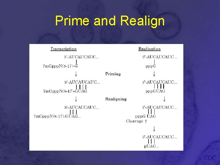 Prime and Realign 
