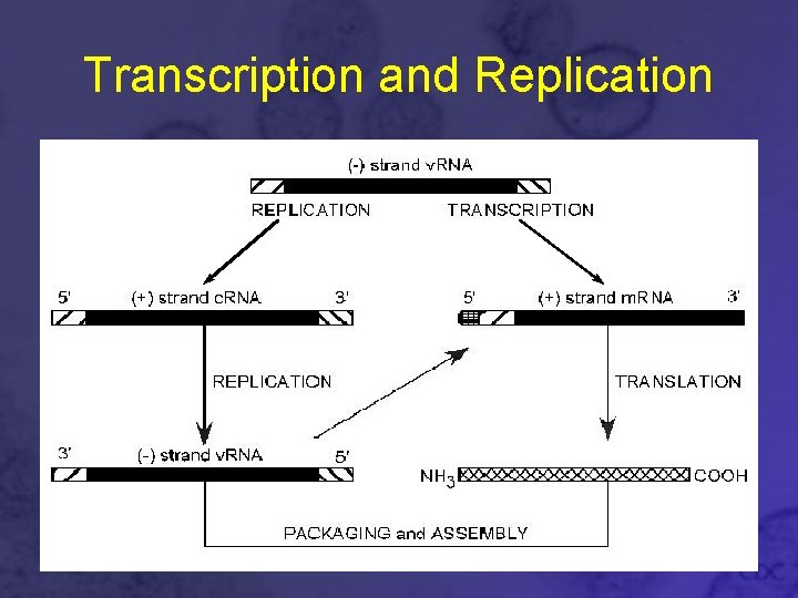 Transcription and Replication 