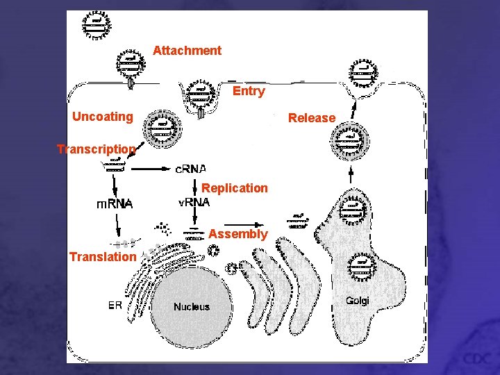 Attachment Entry Uncoating Release Transcription Replication Assembly Translation 