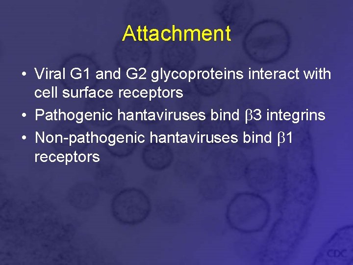 Attachment • Viral G 1 and G 2 glycoproteins interact with cell surface receptors