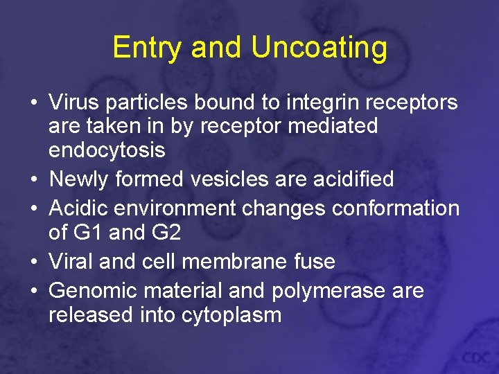 Entry and Uncoating • Virus particles bound to integrin receptors are taken in by