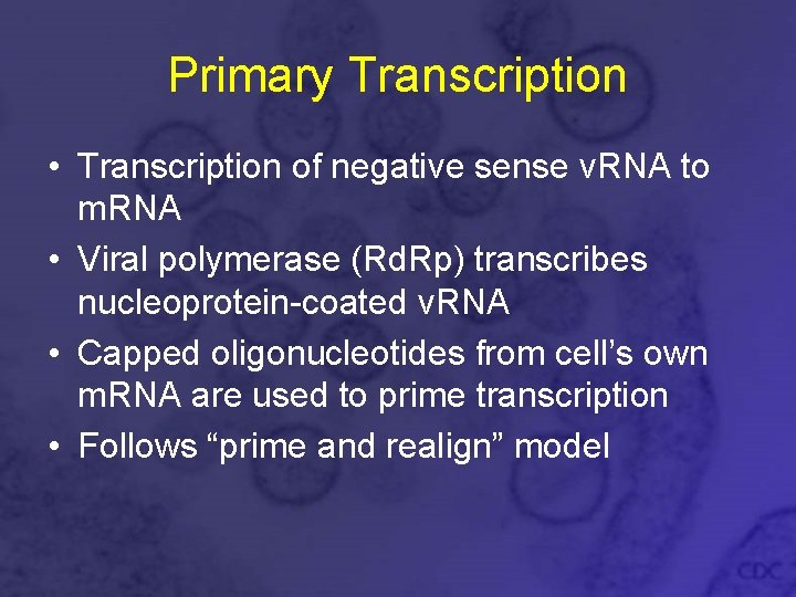 Primary Transcription • Transcription of negative sense v. RNA to m. RNA • Viral