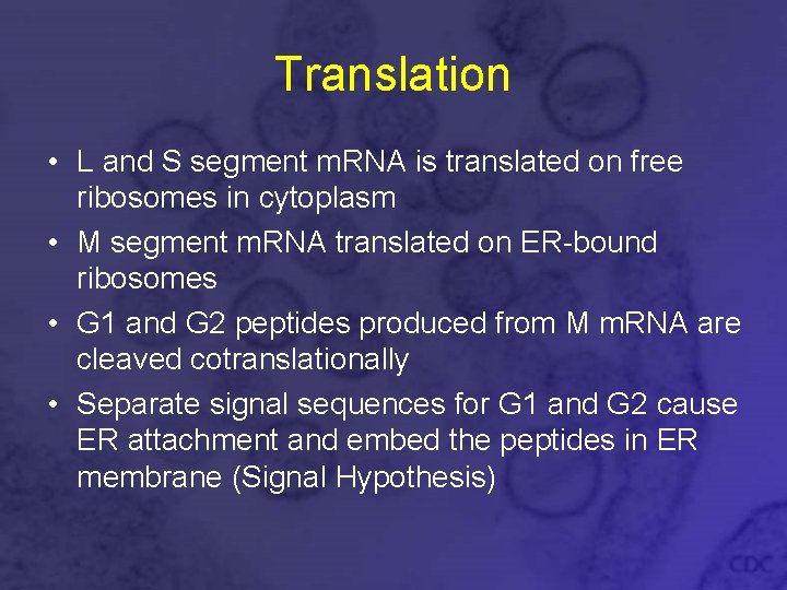 Translation • L and S segment m. RNA is translated on free ribosomes in