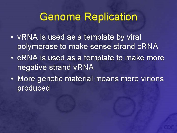 Genome Replication • v. RNA is used as a template by viral polymerase to