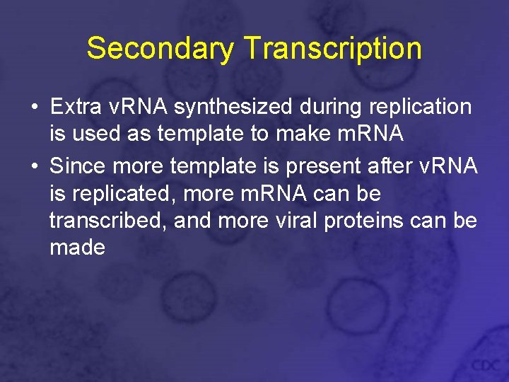 Secondary Transcription • Extra v. RNA synthesized during replication is used as template to